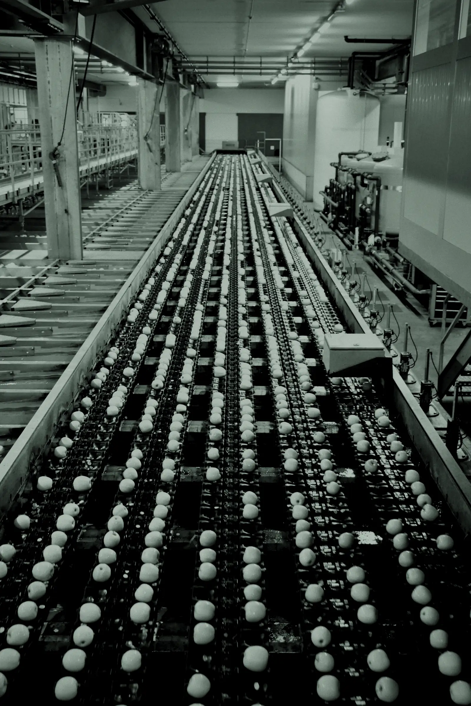 Automated sorting line in a modern food production plant